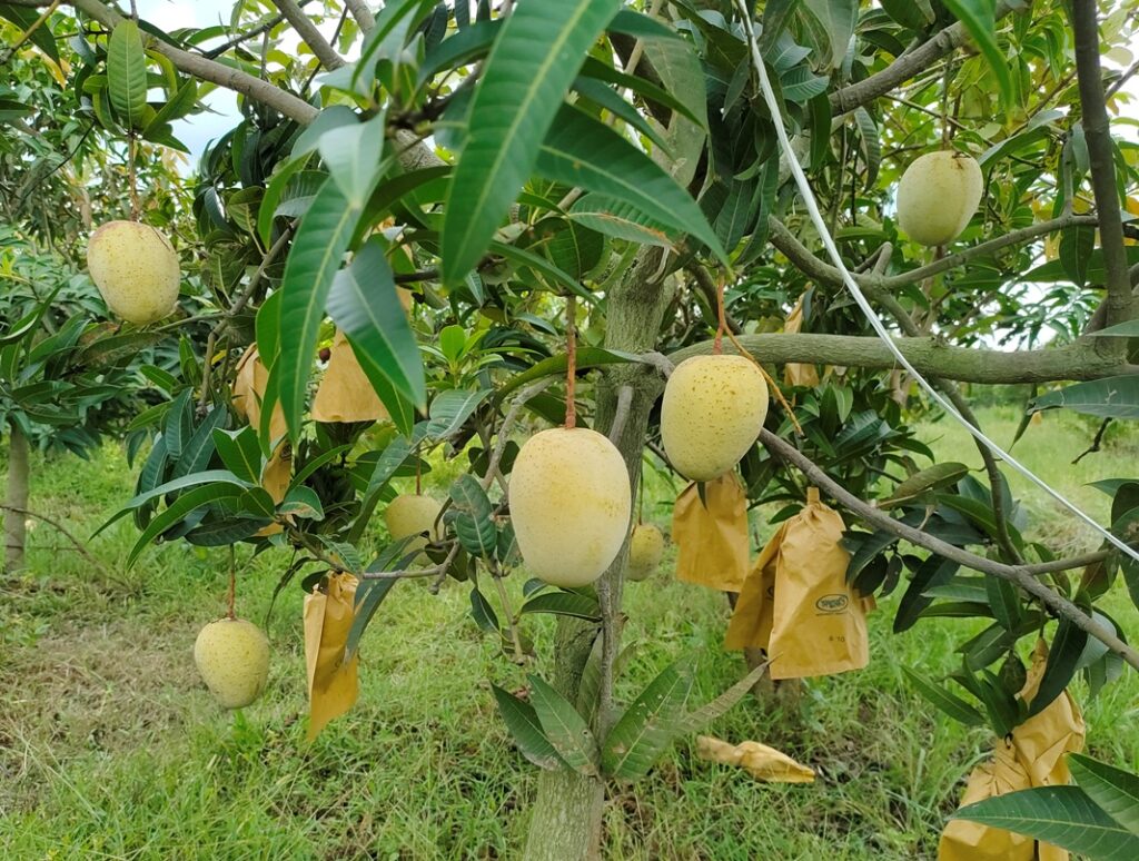 Mango